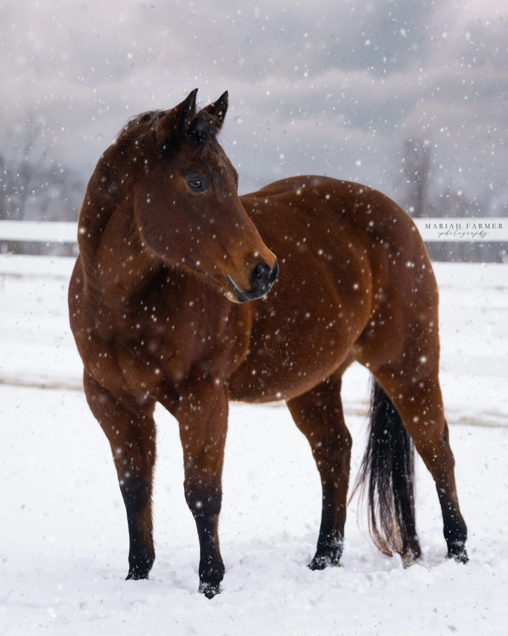 BENTONVILLE &amp; ROGERS I'm offering quick turn out sessions as long as conditions allow travel. Currently coordinating a trip Monday. Comment below if you&rsquo;re in the area and want to book ❄️