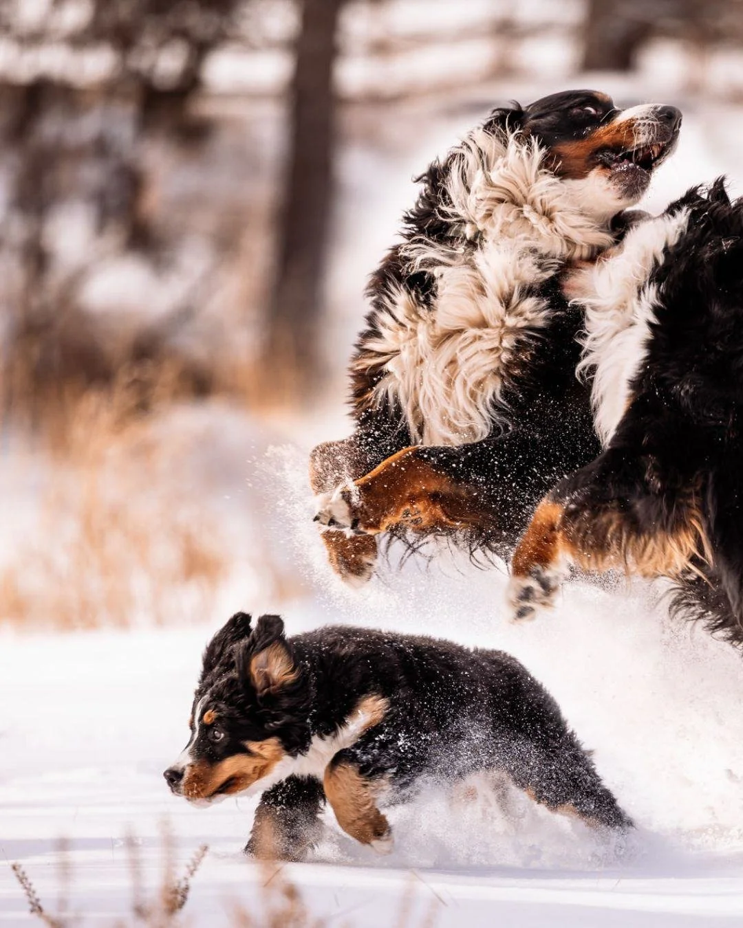 Snow minis aren&rsquo;t just for horses! Dogs, too, especially the ones built for weather like this ❄️