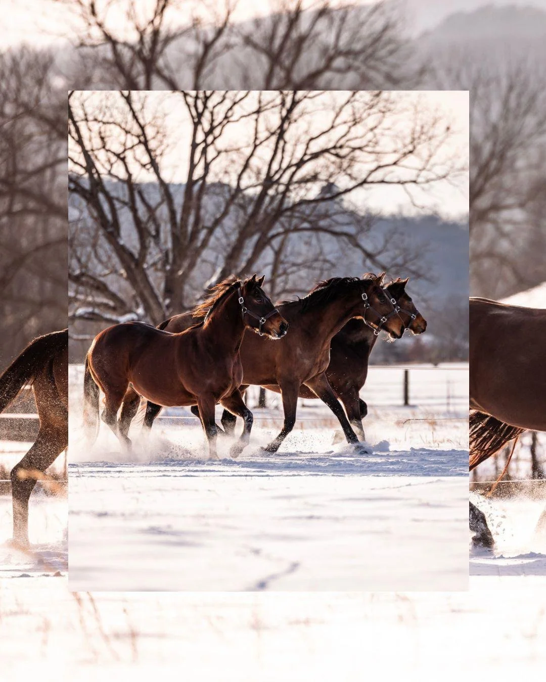 Today Punxsutawney Phil saw his shadow...So does that mean more snow minis are in our future?
.
#equinephotography #horsephotographer