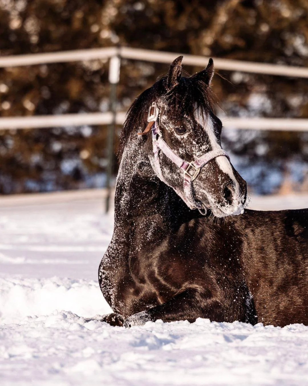 Roney decided the snow was for rolling, not posing ❄️