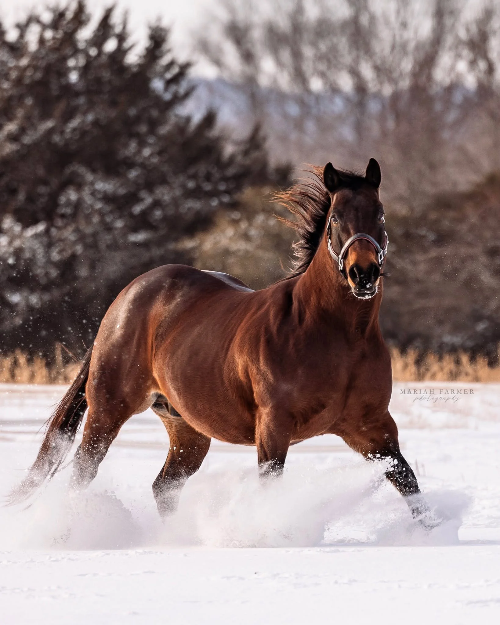 Just a little before and after to remind y&rsquo;all, good photos are made twice. Once in camera, again in the edit process.
.
mariahfarmerphotography.com | Captured through my lens, never generated. 
#equinephotography #arkansasphotographer