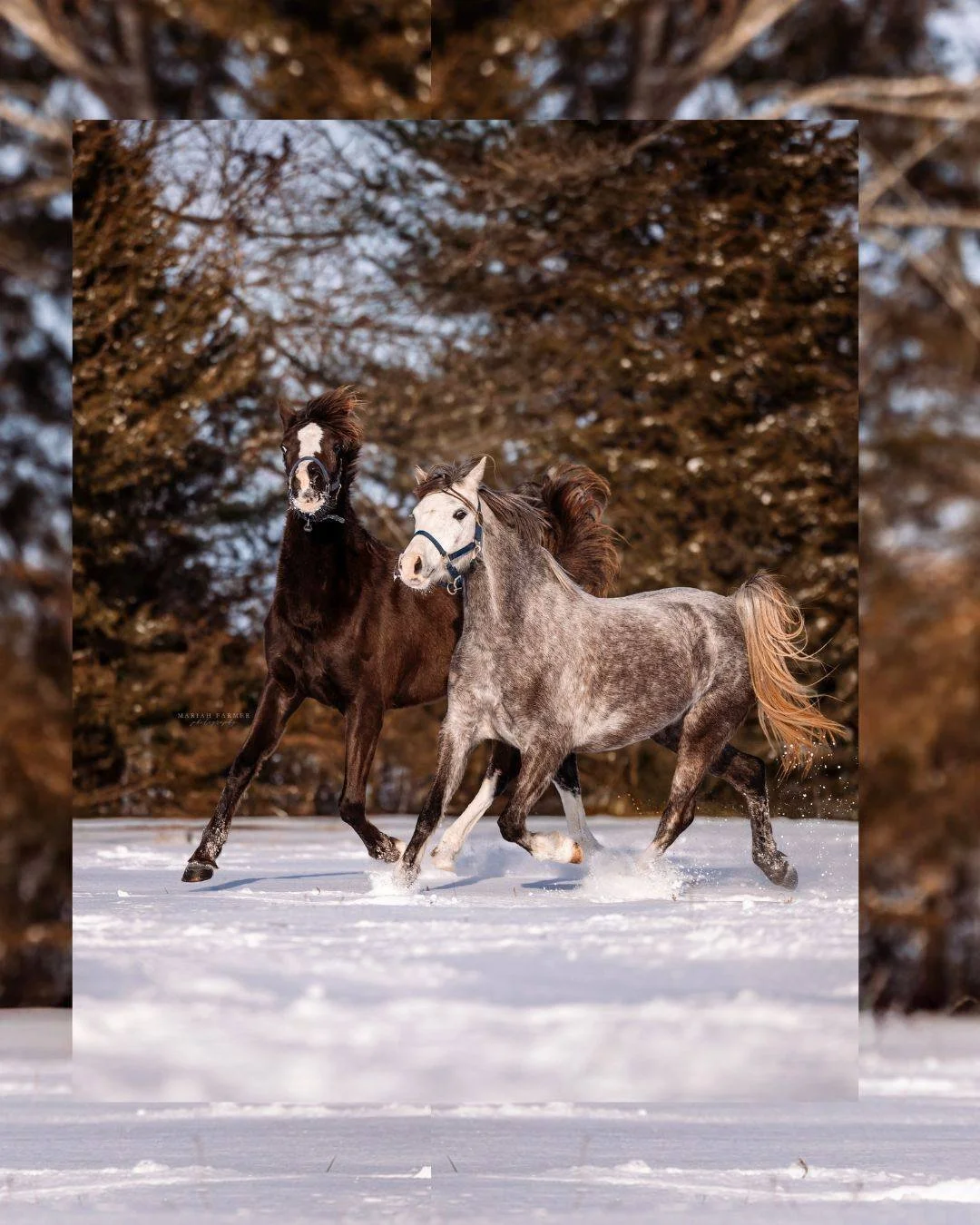 Galentine&rsquo;s Day looks a little better with your best friend, human or mare 💕
.
mariahfarmerphotography.com | Timeless photos for those devoted to the horse.