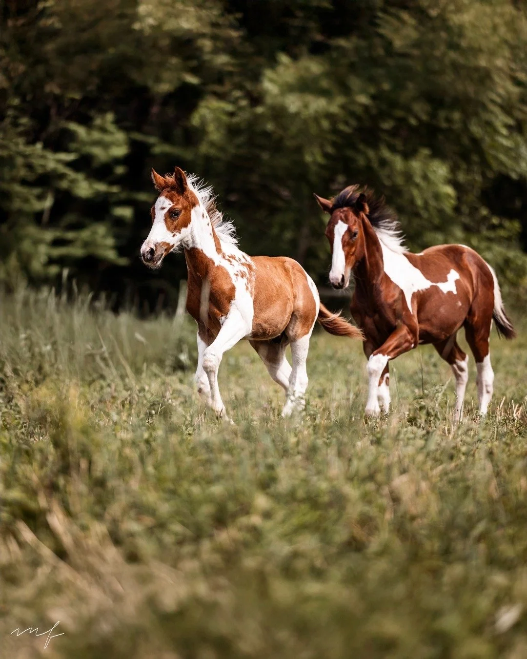 Foal Mini Sessions are officially open for the season!
If your mares are dropping babies, this is your window. Foal Mini Sessions are quick, relaxed, and designed to let them just be babies. You turn them out, let them play, and I&rsquo;ll take care 
