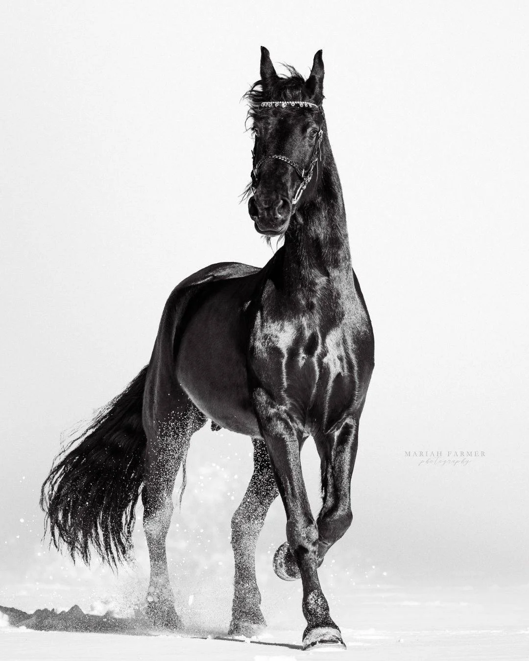 Tomke 🖤
.
mariahfarmerphotography.com | Captured through my lens, never generated.