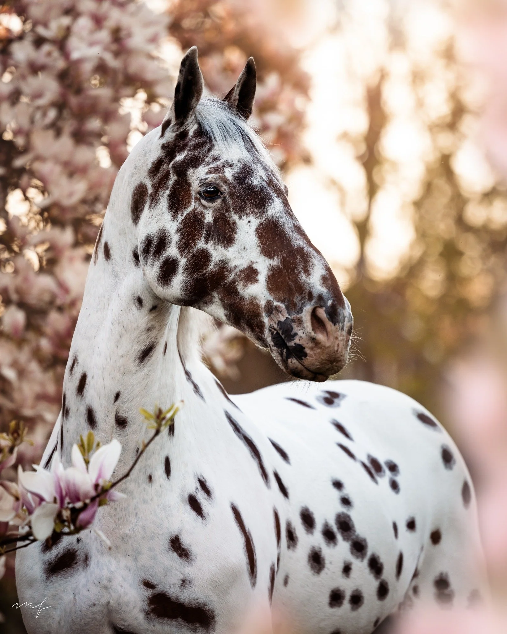 I&rsquo;ll be inviting early spring bookings soon, reach out if you want first pick of dates. You can feel it coming. Longer evenings, brighter coats, that hint of green in the fields. I can't wait!