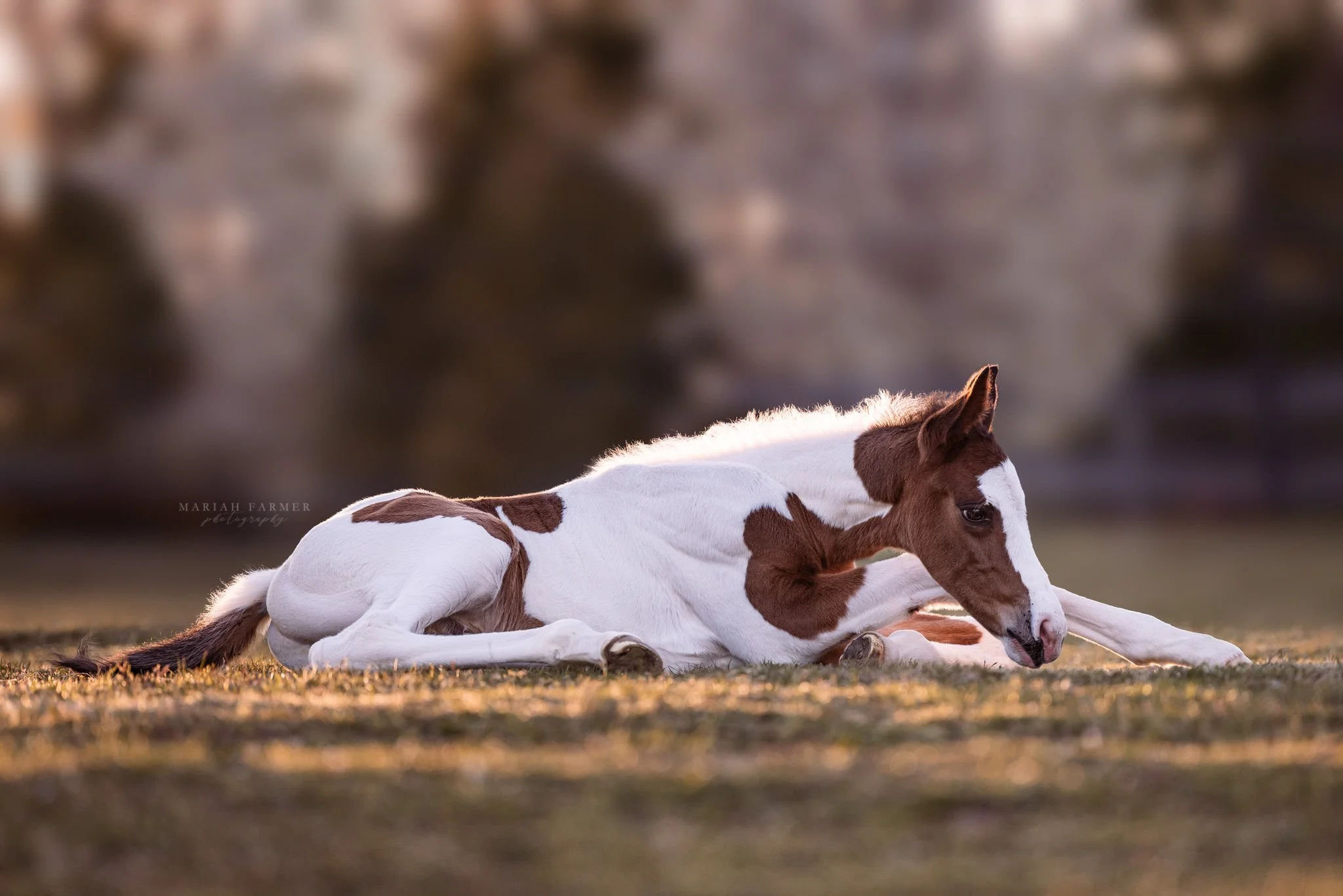 Foal Mini Sessions are in full swing. This is a limited seasonal offering while the babies are on the ground. If you&rsquo;ve been meaning to book, now is the time!
.
mariahfarmerphotography.com | Timeless photos for those devoted to the horse.