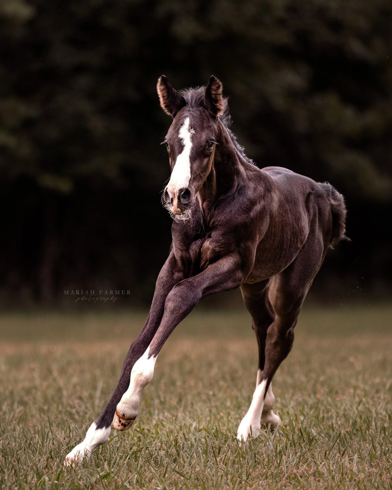 One week they&rsquo;re wobbly, the next they&rsquo;ve grown legs and opinions. Foal Mini Sessions are only offered during this short window each year. If you&rsquo;ve been meaning to schedule, this is your reminder 😉
.
mariahfarmerphotography.com | 