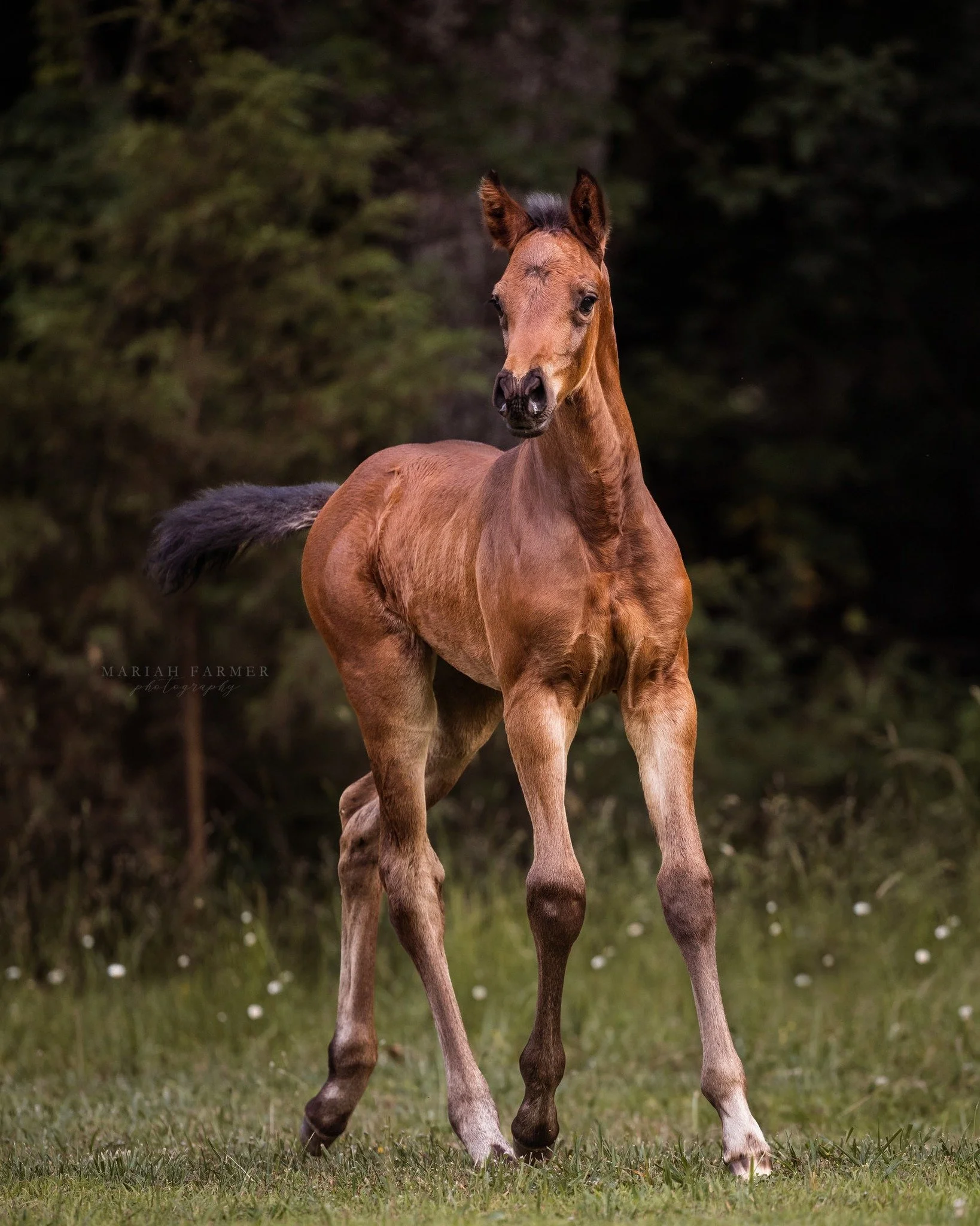 If you&rsquo;re building a brand, this is part of it. Foal Mini Sessions are designed for breeders who need clean, professional images for announcements, sales listings, and marketing. Let&rsquo;s get your babies documented before the season slips by