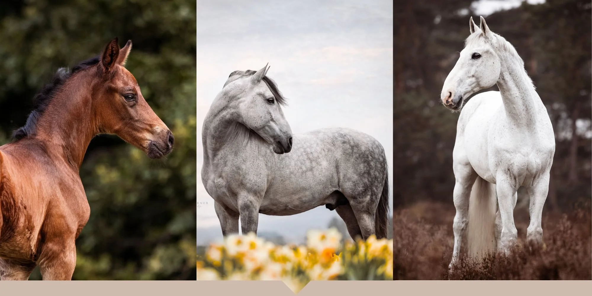 SOPHIE Home Galleries (1).jpg