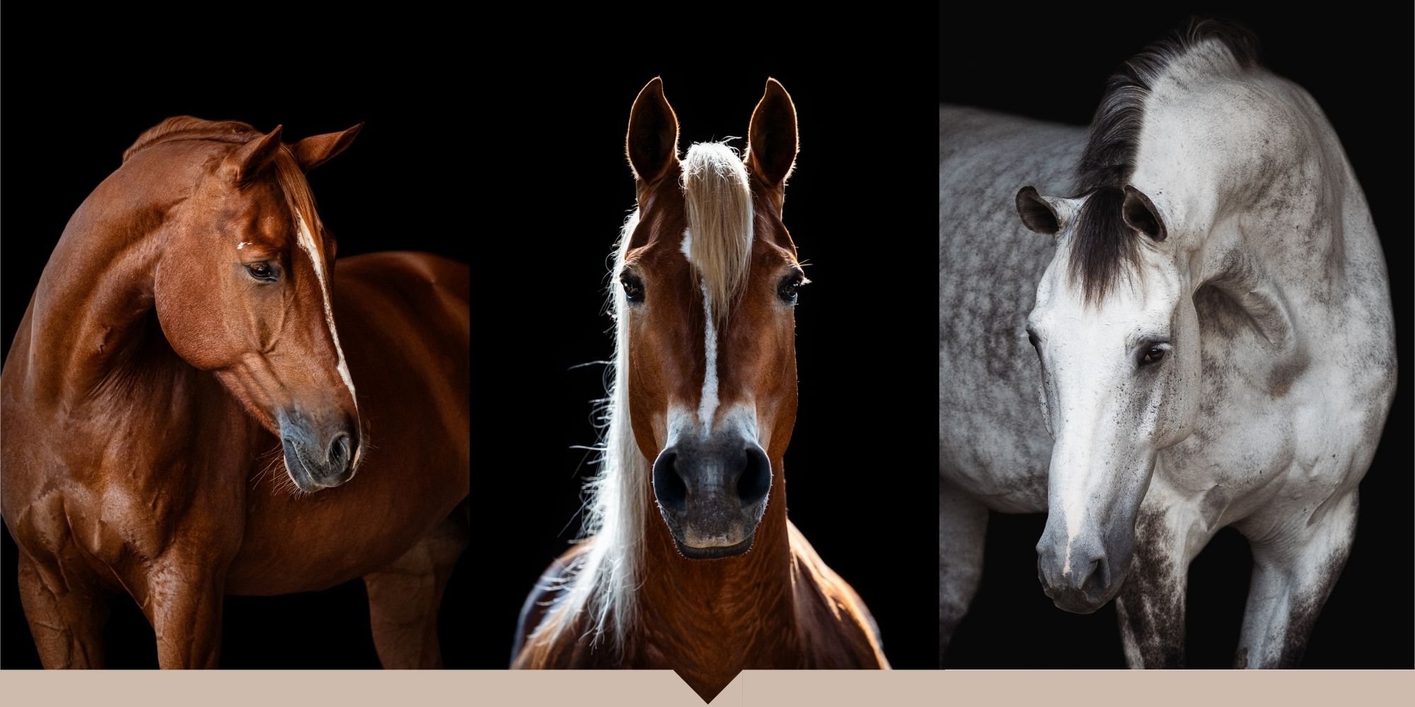 SOPHIE Home Galleries (2).jpg