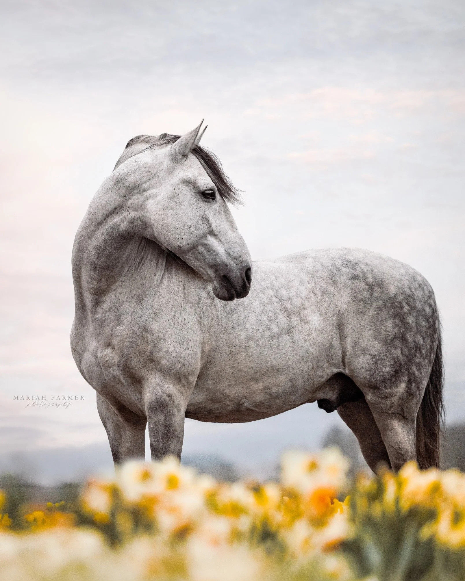 Even on a dreary spring day like today, a little editing bring out beauty that was already there.
.
mariahfarmerphotography.com | Captured through my lens, never generated.