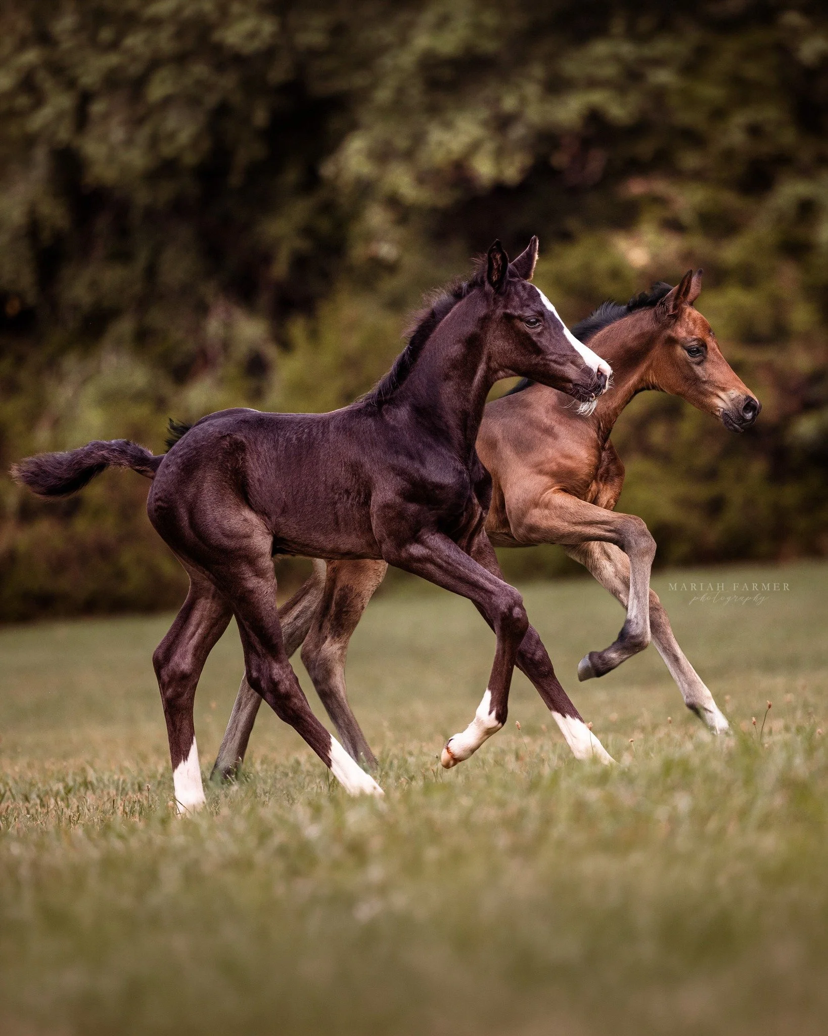 Foals in full zoom mode this Spring! Perfect time to get their photos done before this stage disappears 🐎