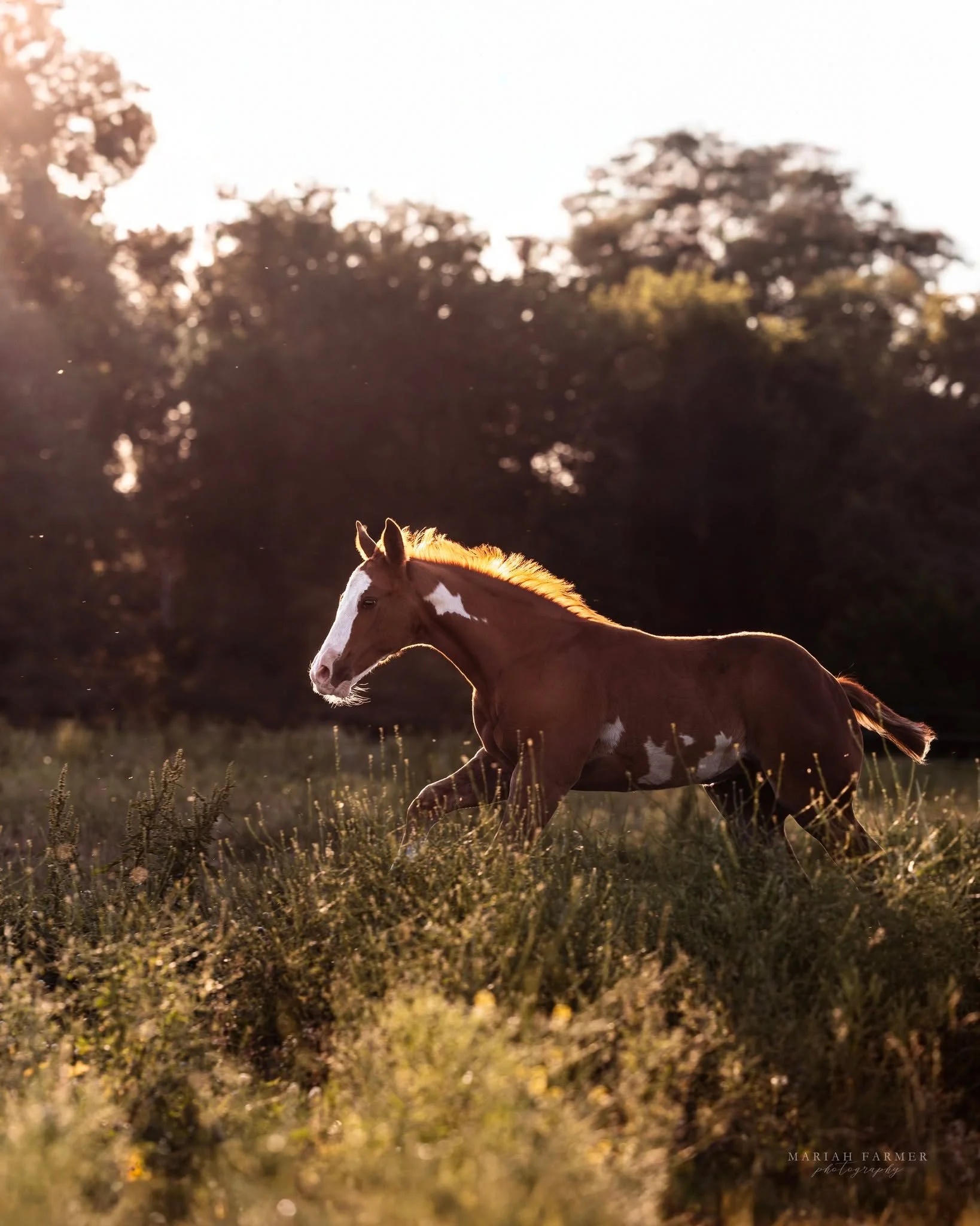 In the middle of a session, this foal ran by.
Settings were all wrong, still took the shot. Didn&rsquo;t think, just turned and snapped. Some moments don&rsquo;t wait. Brought it back in the edit.
.
mariahfarmerphotography.com | Captured through my l