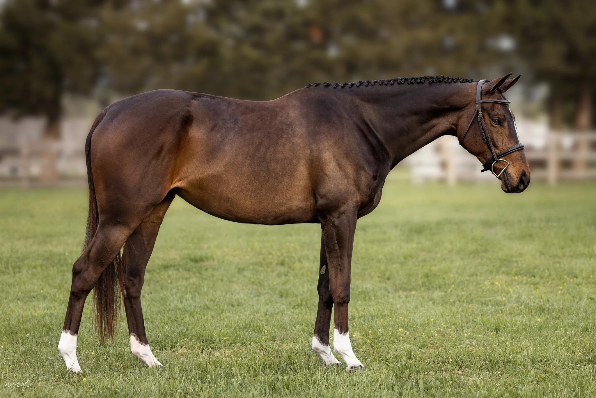 Horse Standing Square Horse Standing Square