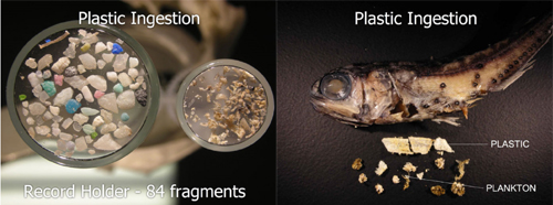 The 2008 North Pacific Gyre Expedition aboard the ORV Alguita discovered the widespread ingestion of plastic particles by fish that forage on plankton at night on the ocean surface. A surprising 35 percent of these fish had ingested micro-plastic particles, the record holder having 84 fragments. (Algalita)