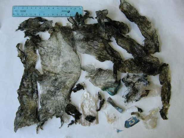 Fragments of ingested plastic bags found in a juvenile green turtle's stomach. ( Business Insider )