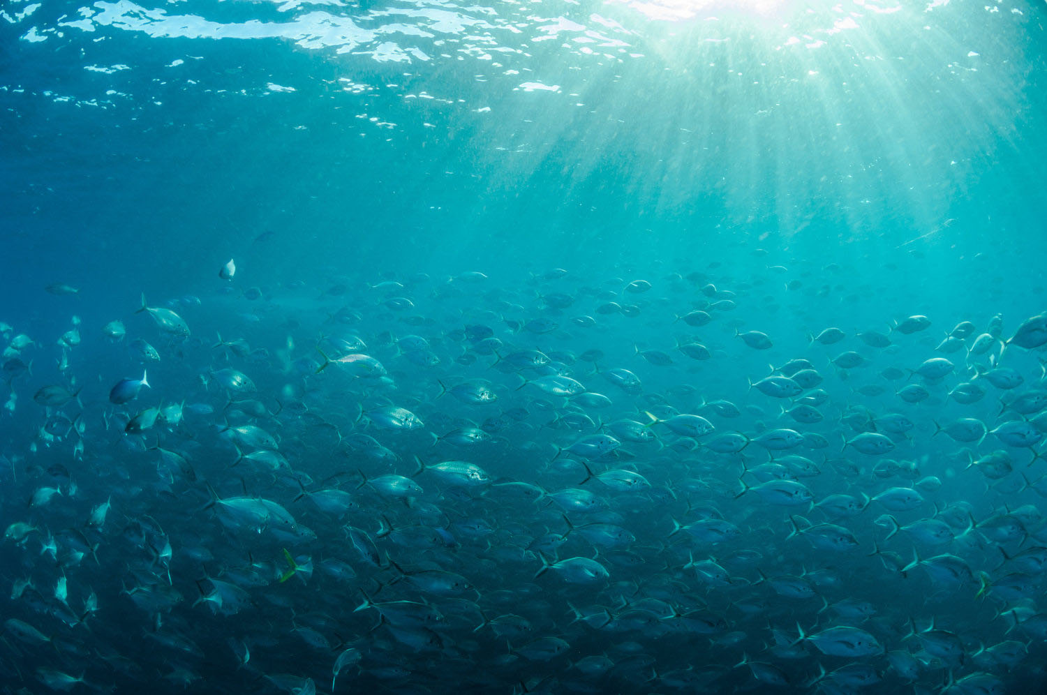 Turquoise with fish.jpg