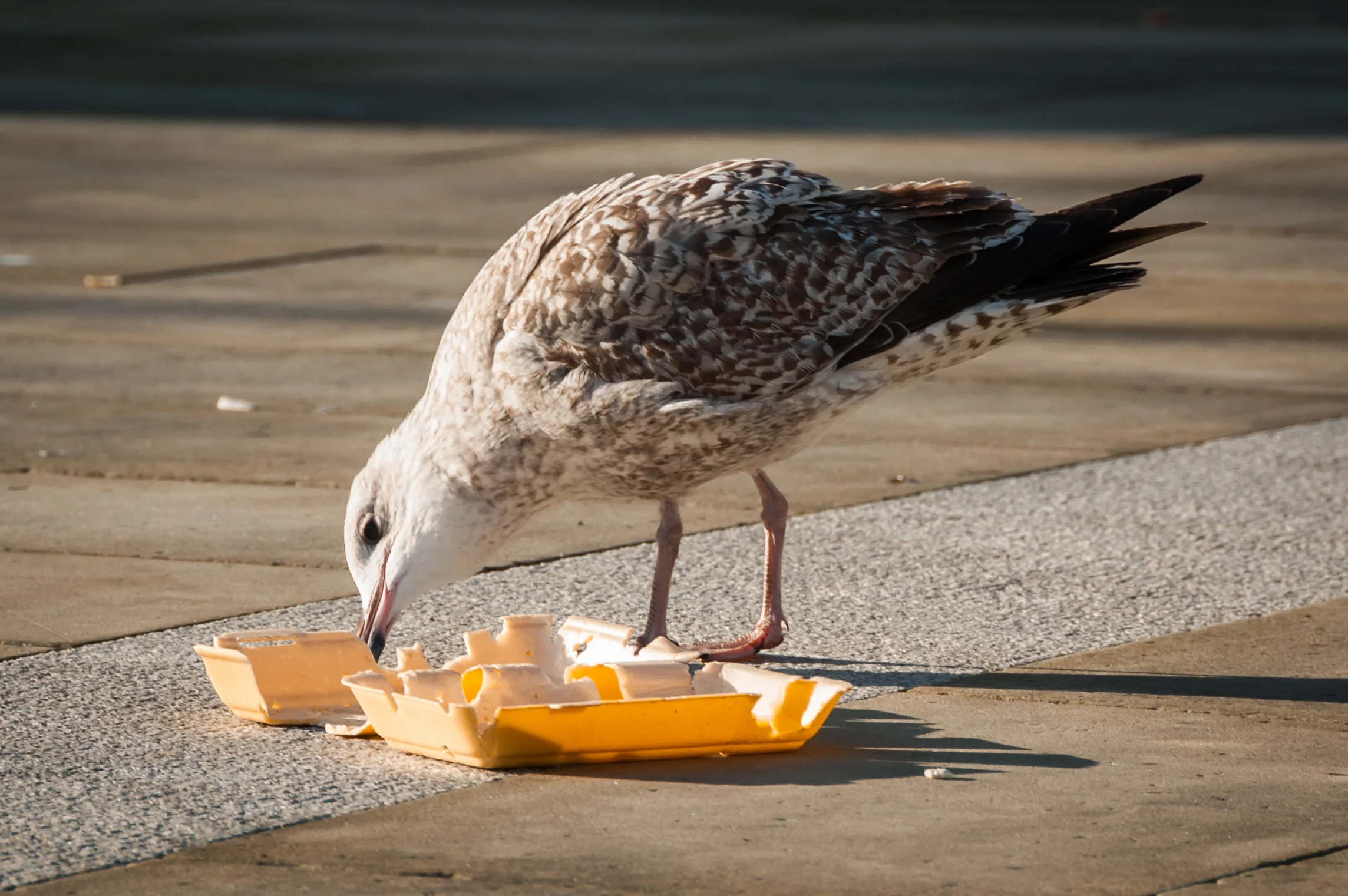 Email_bird photo.jpg