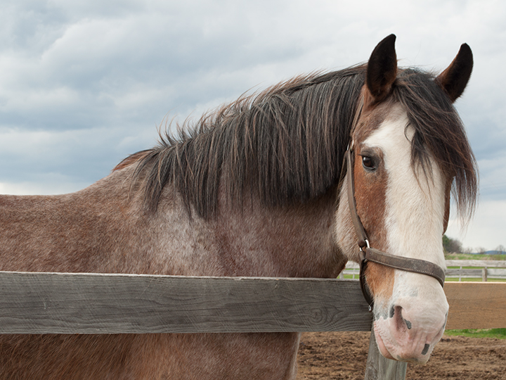 Big Mac the Carrot Enthusiast. Being Big Mac's horse person has taught me to slow down, and simply enjoy life. Photo © by Kristen Girard.