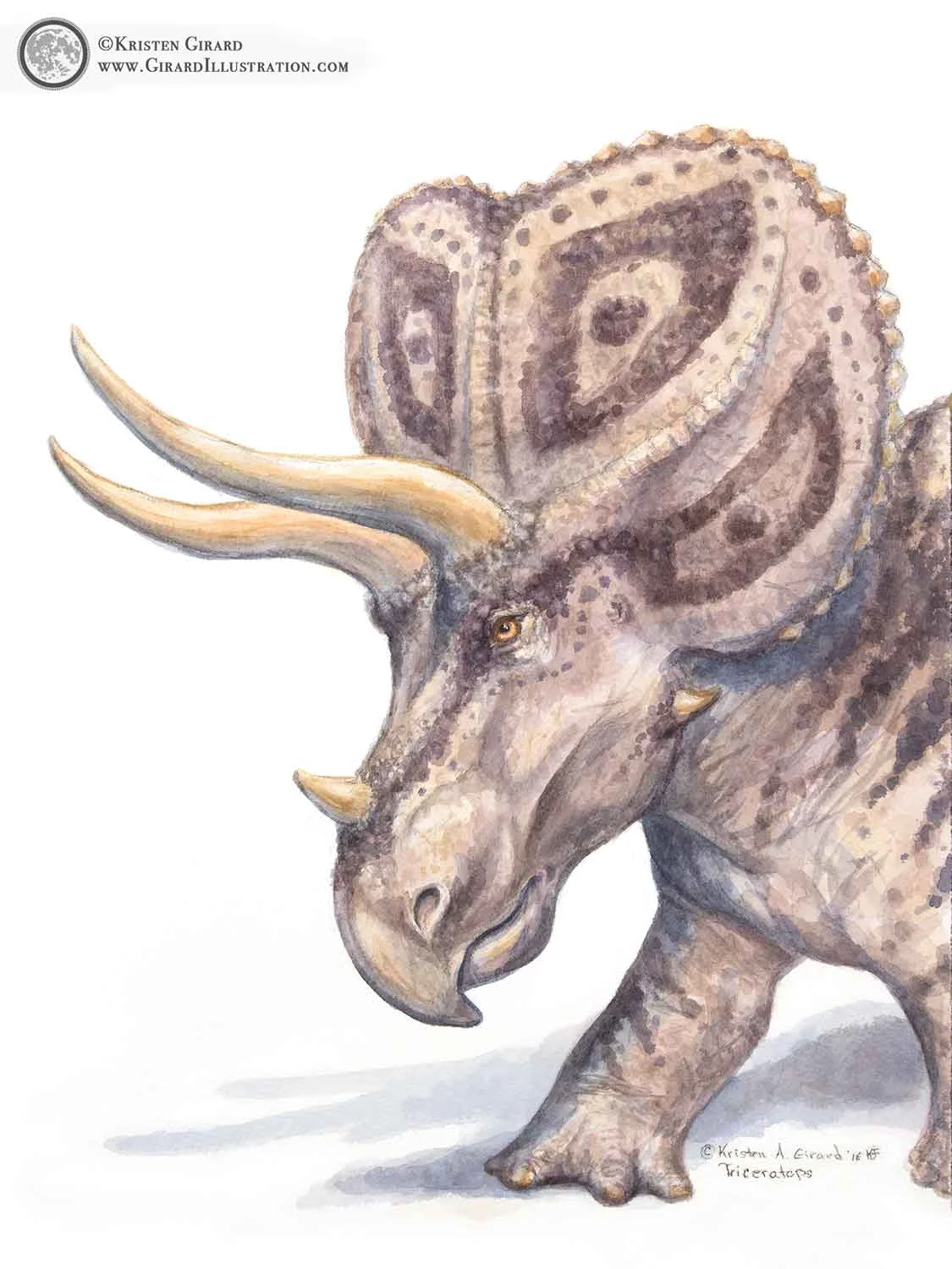 Triceratops horridus