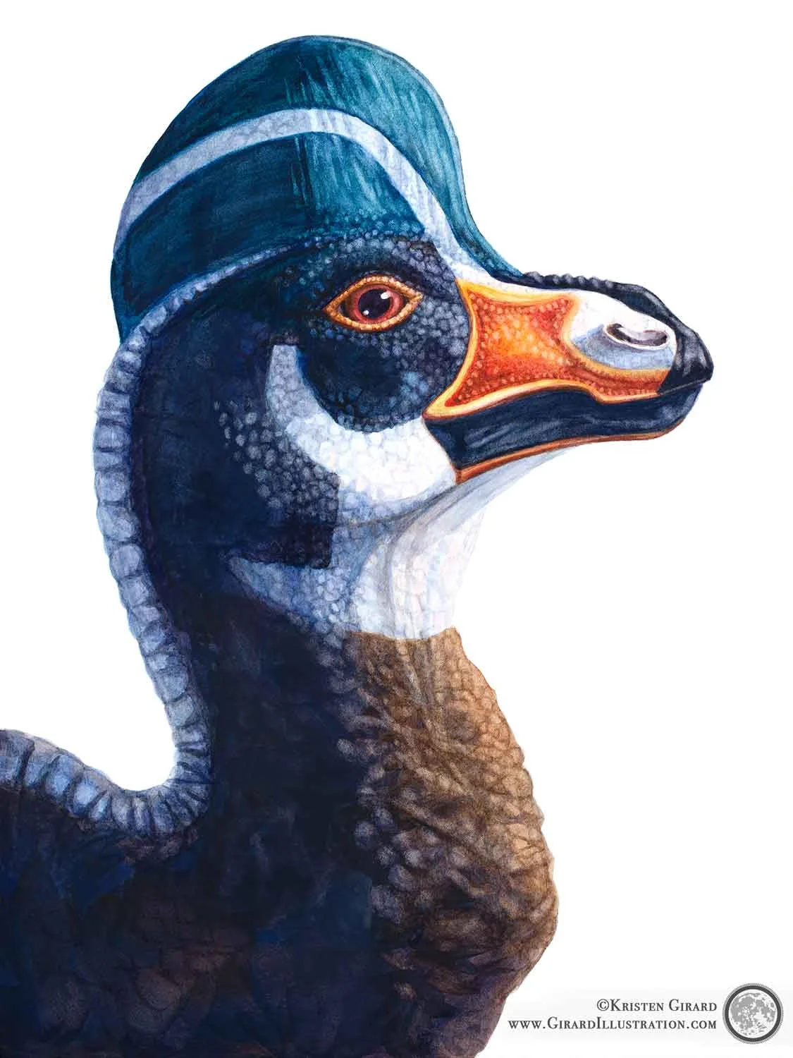 Corythosaurus casuarius