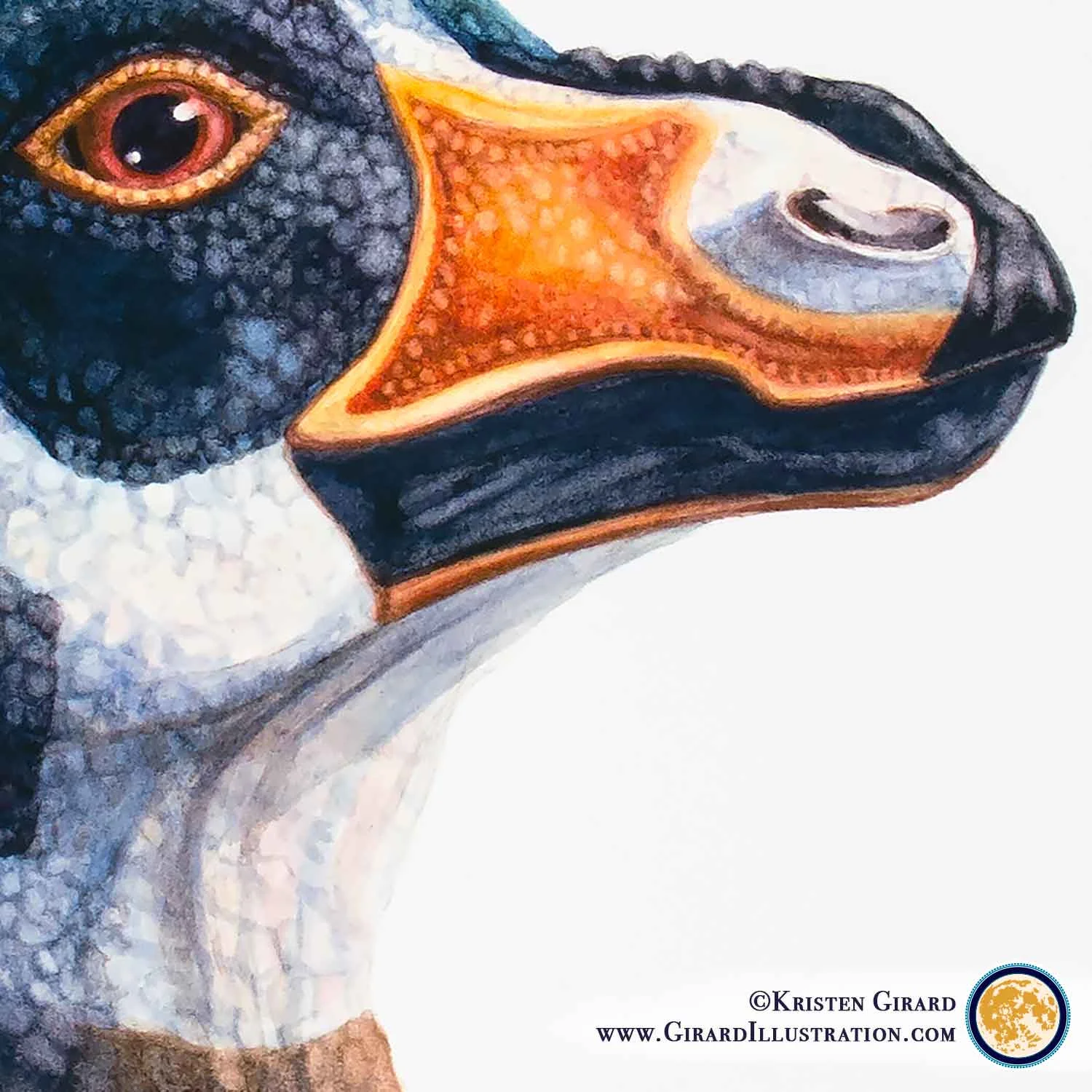 Corythosaurus casuarius