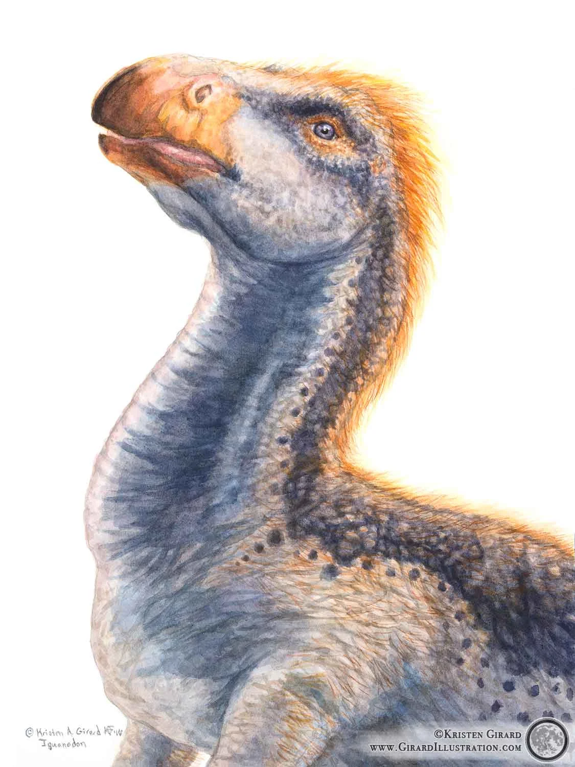 Watercolor illustration Kristen Girard painted of the herbivorous dinosaur Iguanodon angelicus . Take a look at her collection of paleo art that features more dinosaurs by clicking here. Limited edition prints and other great finds are available in the Art Store, click here to check it out . Iguanodon angelicus © 2016 by Kristen Girard.