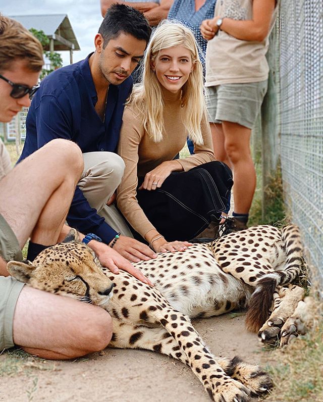 Visited the Cheetah Outreach program in Cape Town! They do amazing work in protecting the cheetahs as well as other animals! These guys were in the middle of nap time and grew up at the outreach. They&rsquo;re kept here for breeding purposes to help 