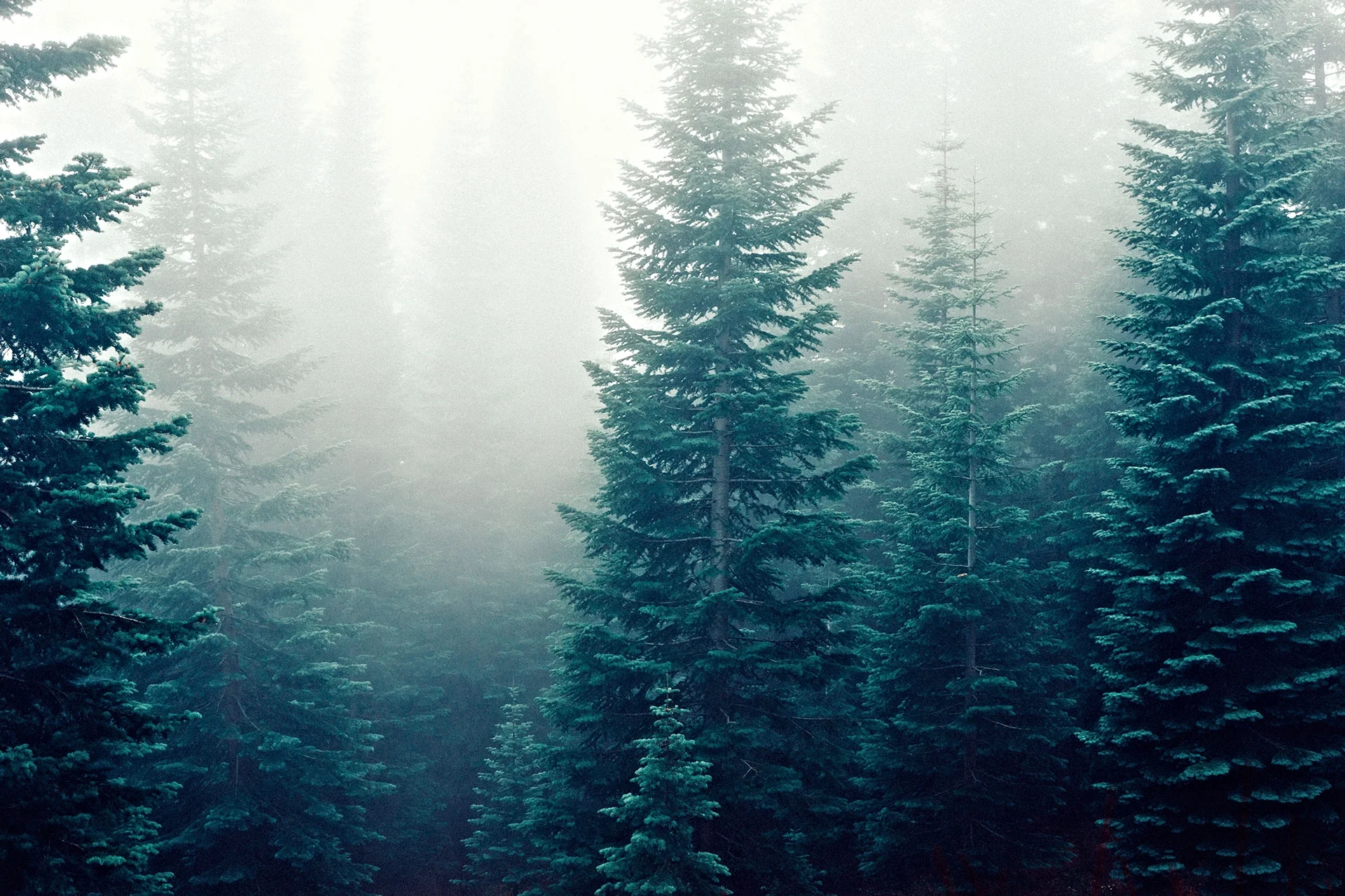 unsplash-misty-pines-resized.jpg