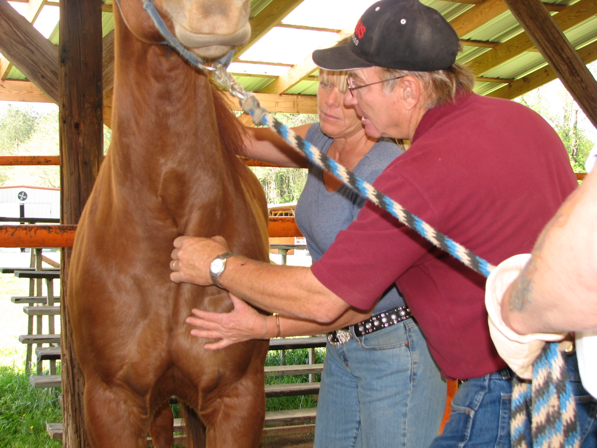 EFT & Massage for horses