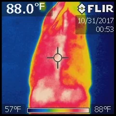 Photo 3-thermal poor saddle fit for article, Link Casey March 2018.jpg