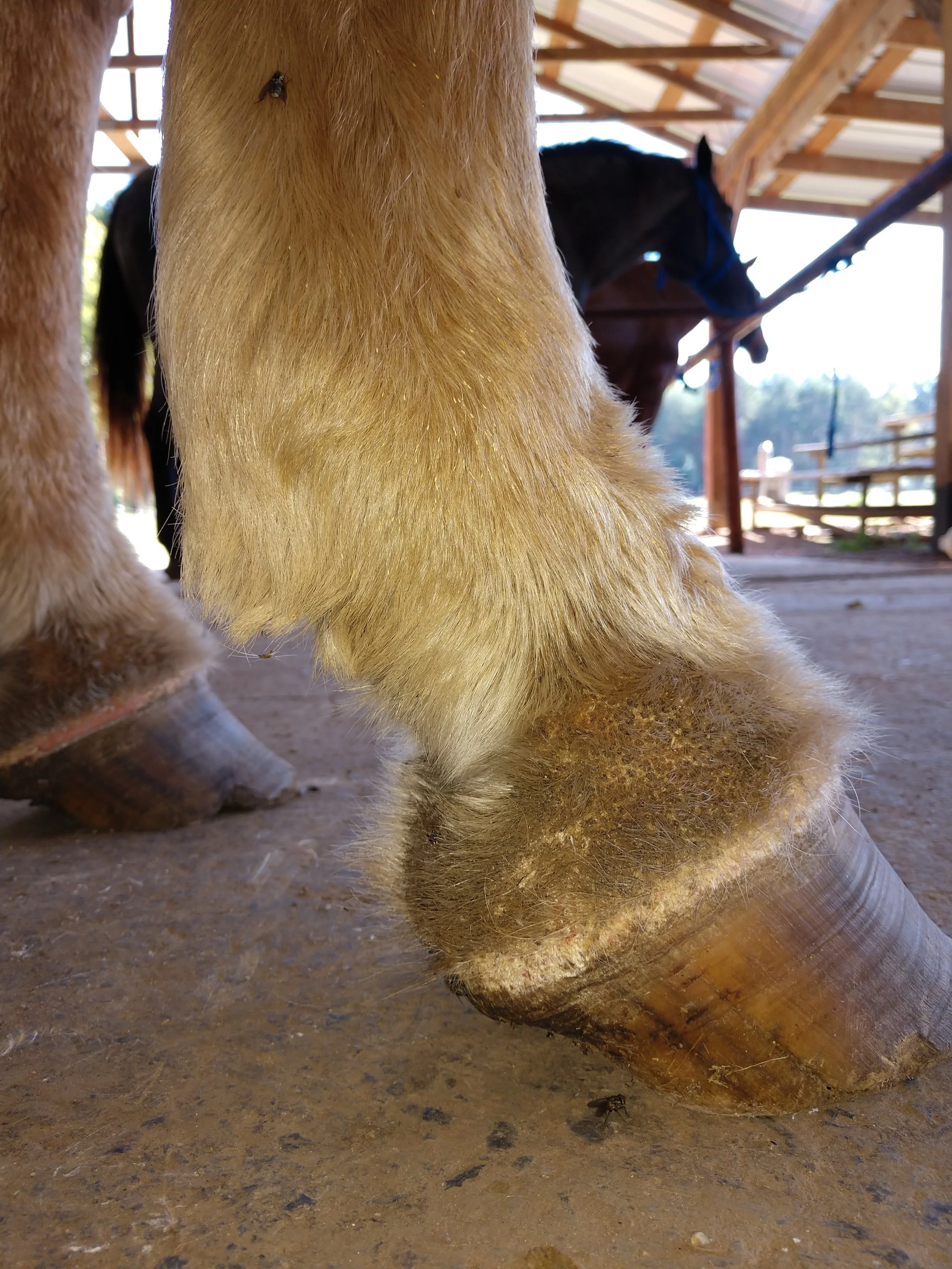 Equine Hoof Fungus Article By Link Casey photo 1.jpg