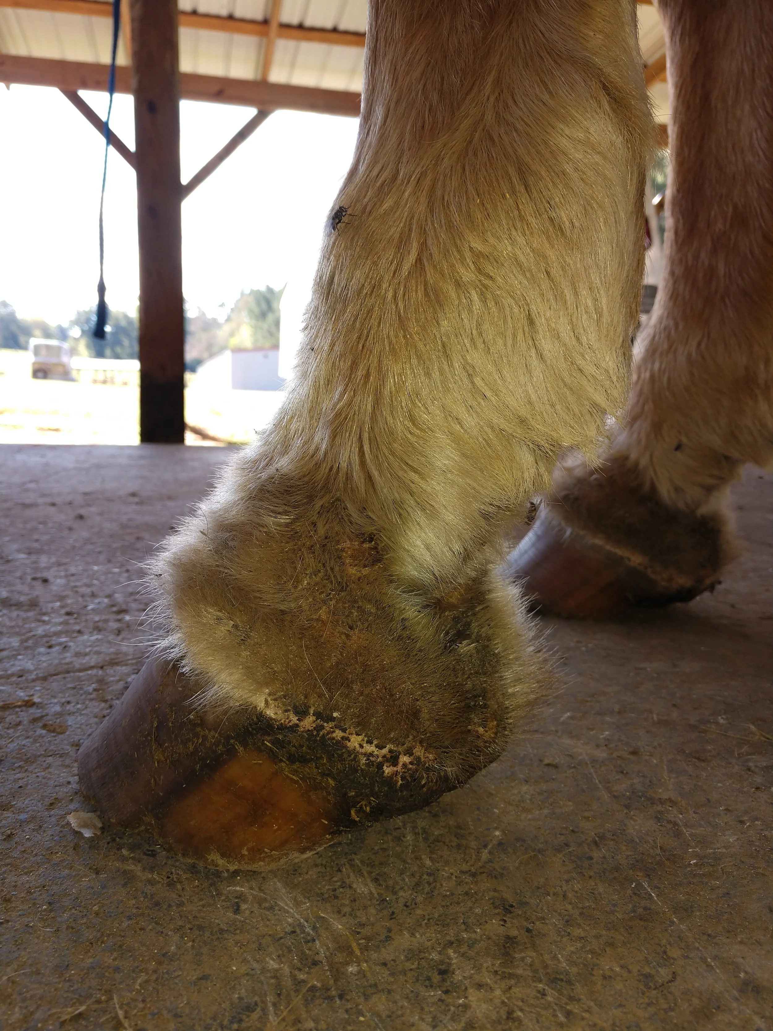 Equine Hoof Fungus Article By Link Casey photo 2.jpg