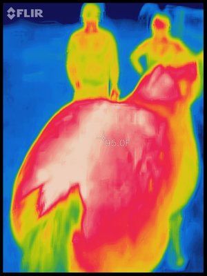 Clear signs of improper saddle fit. Taken with a FLIR One Pro Camera which gives you the power to find invisible problems faster than ever!