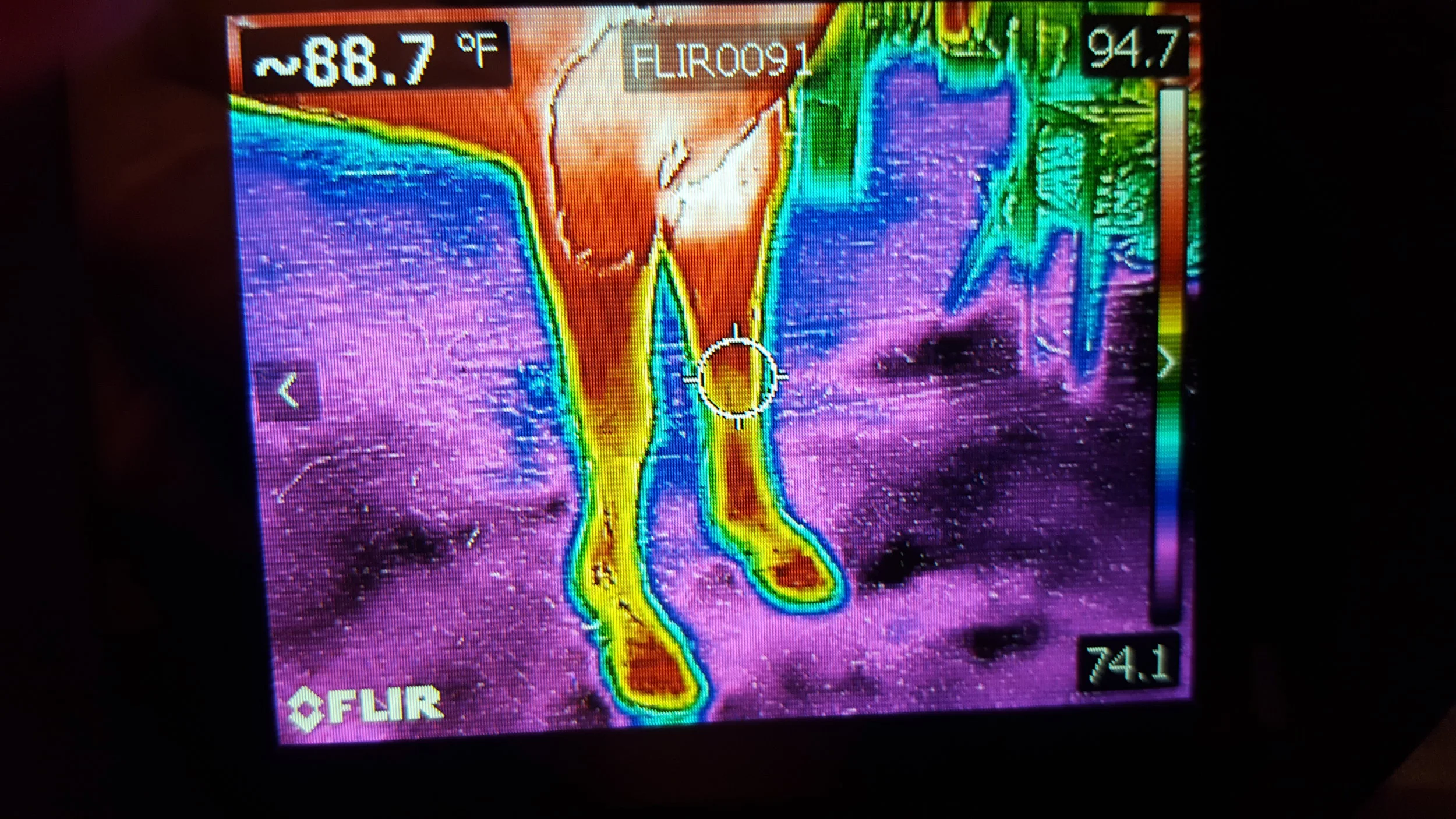 During the first 15 minutes of Equine Flexion Therapy: This picture shows improved blood circulation and better movement from the horse.