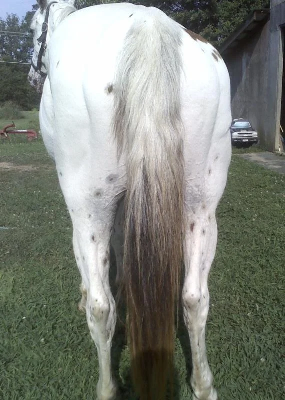 Hips before his session, causing lameness and cannot lift leg.