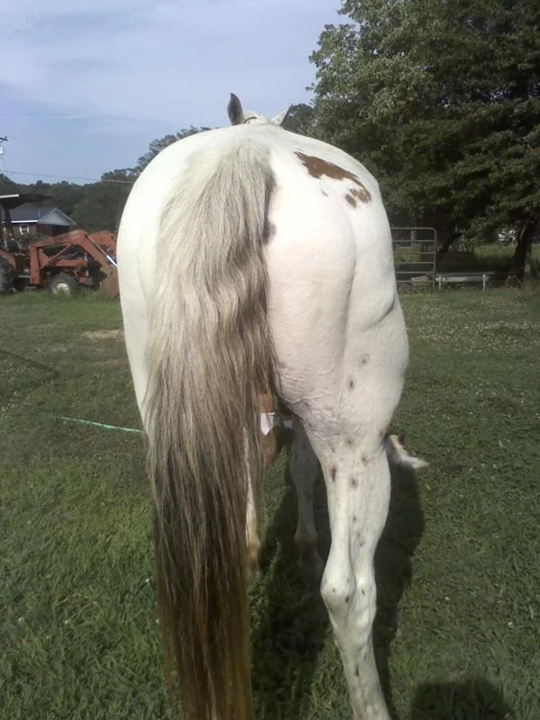 Hips after Equine Flexion Therapy, stretching and massage