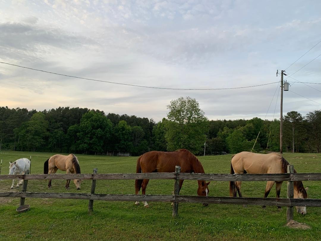 Horses in pasture.jpg