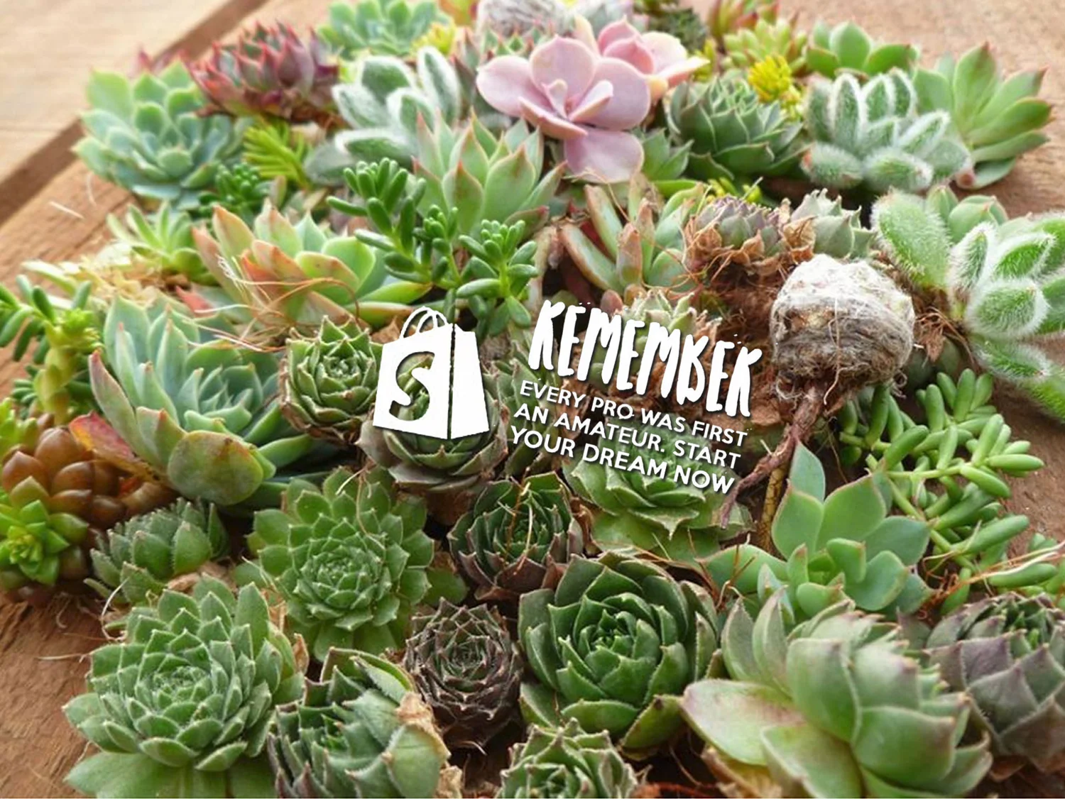 succulents boise Get to Know Shopify — North End Creative