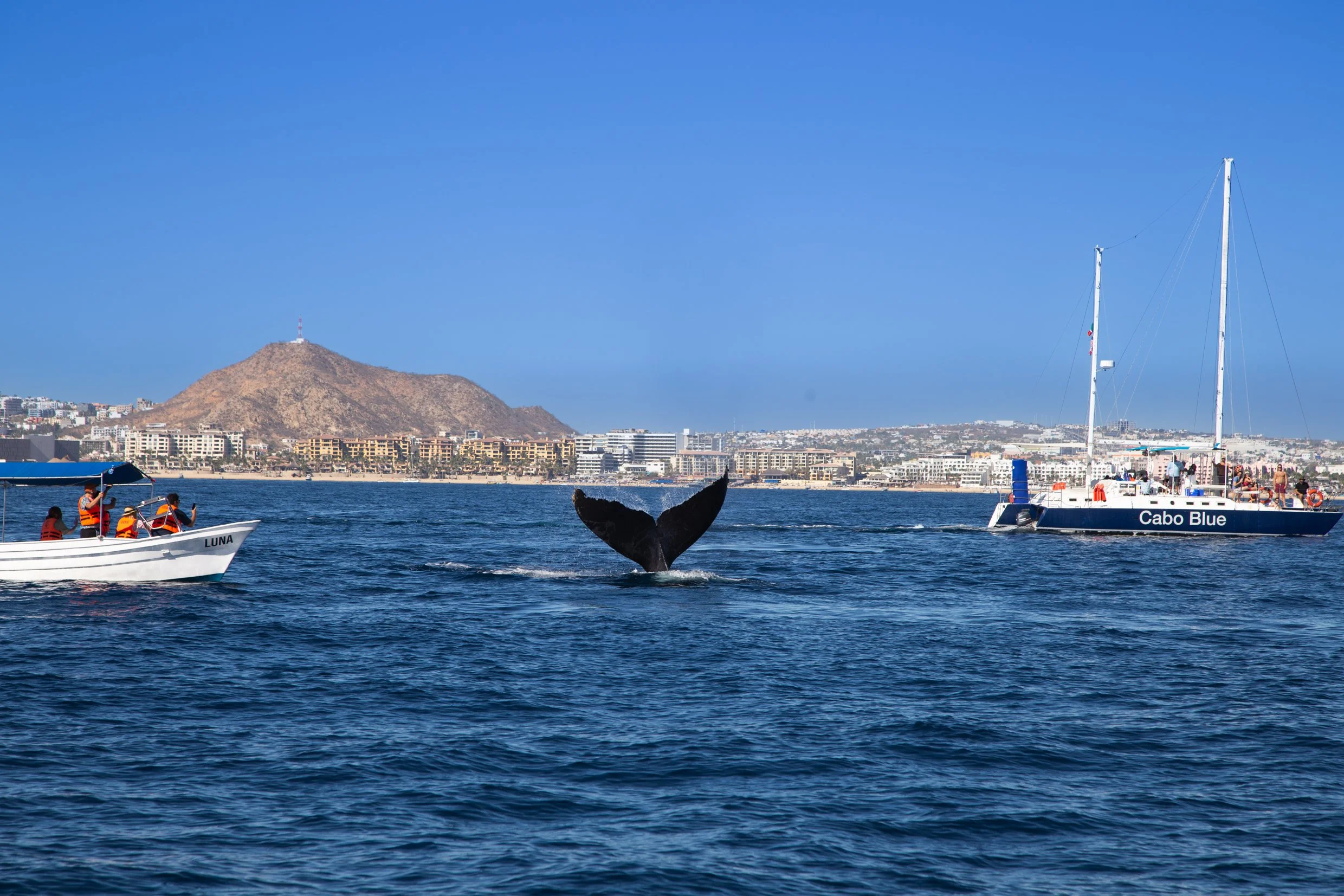cabo_whale.jpg