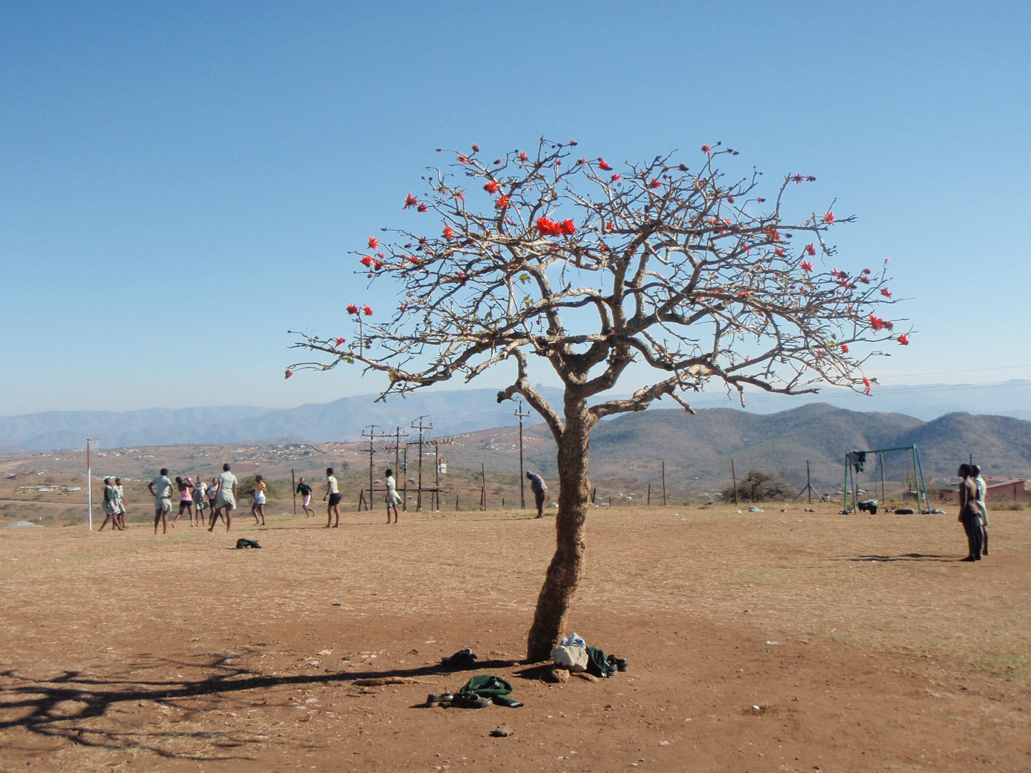 Tree at the Sports Festival