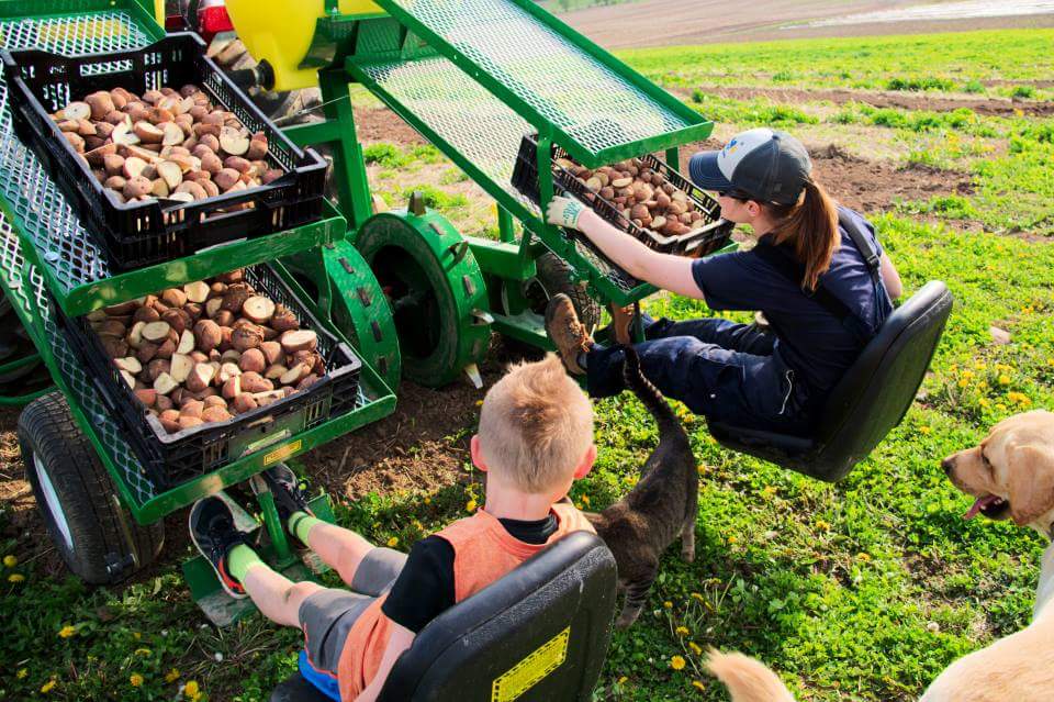 Stephanie working the potato sower
