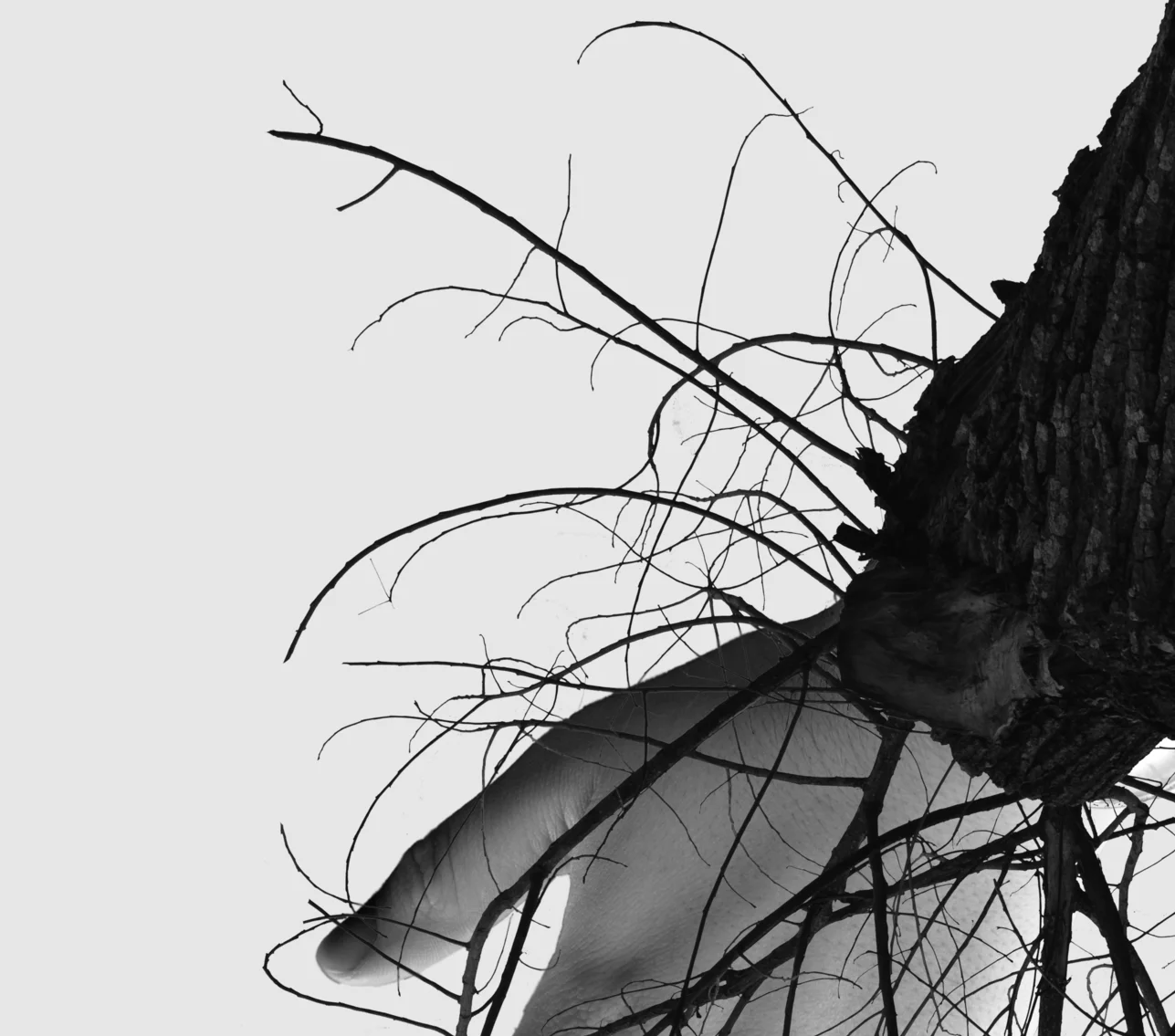 treeoflife.jpg
