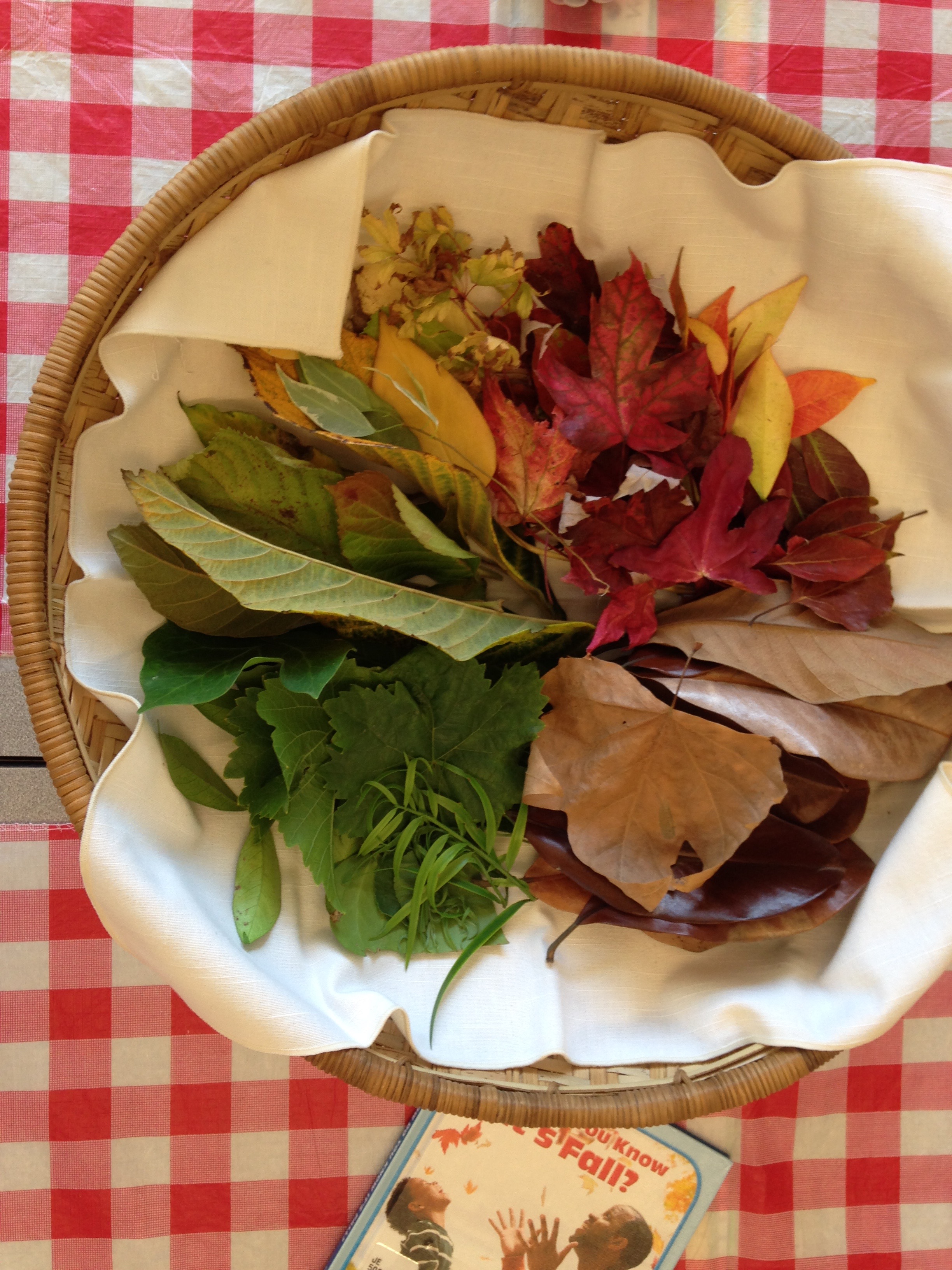 Fall leaves for seasons