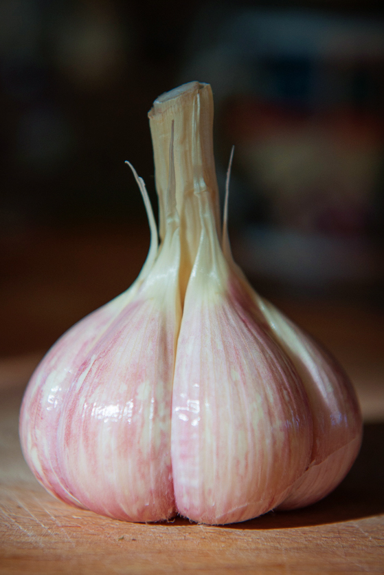 Part 1 Chasing the Vampire; Garlic Harvest in Northern Michigan — Beryl