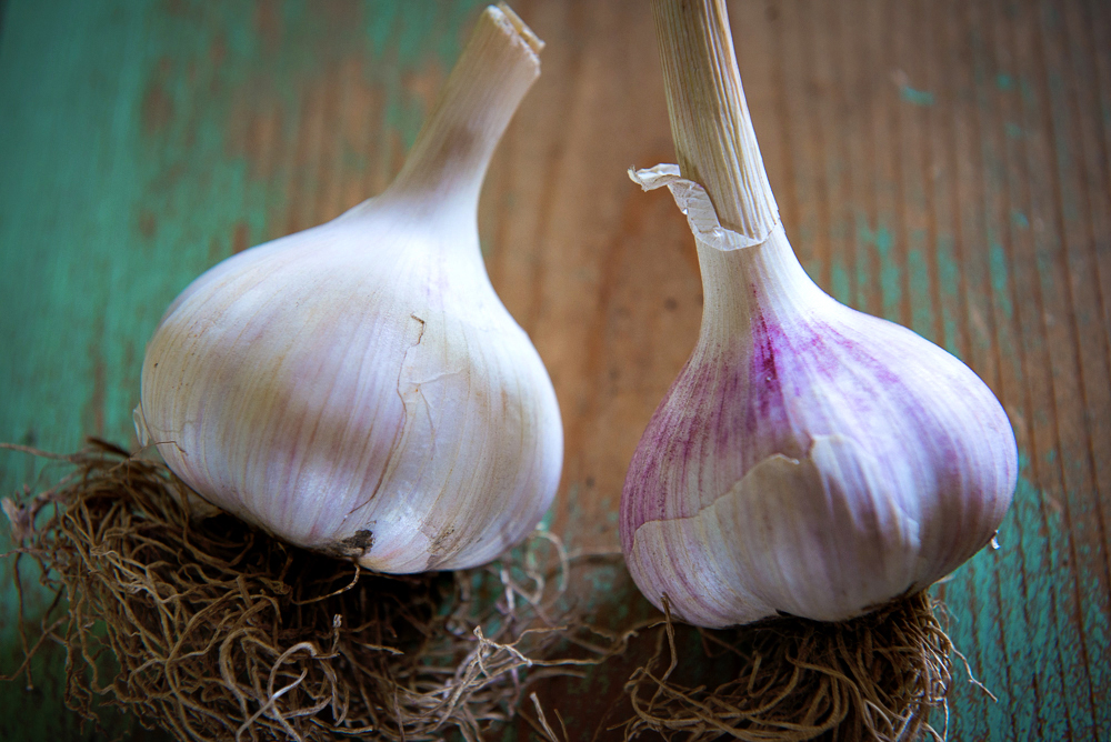 Meadowlark's fine Redgarlic Siberian Garlic