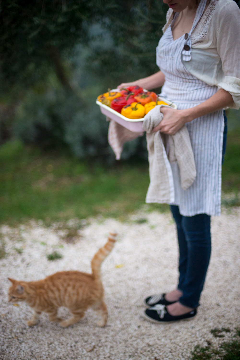 Farm kittie Acorn, checking out "the grub"...