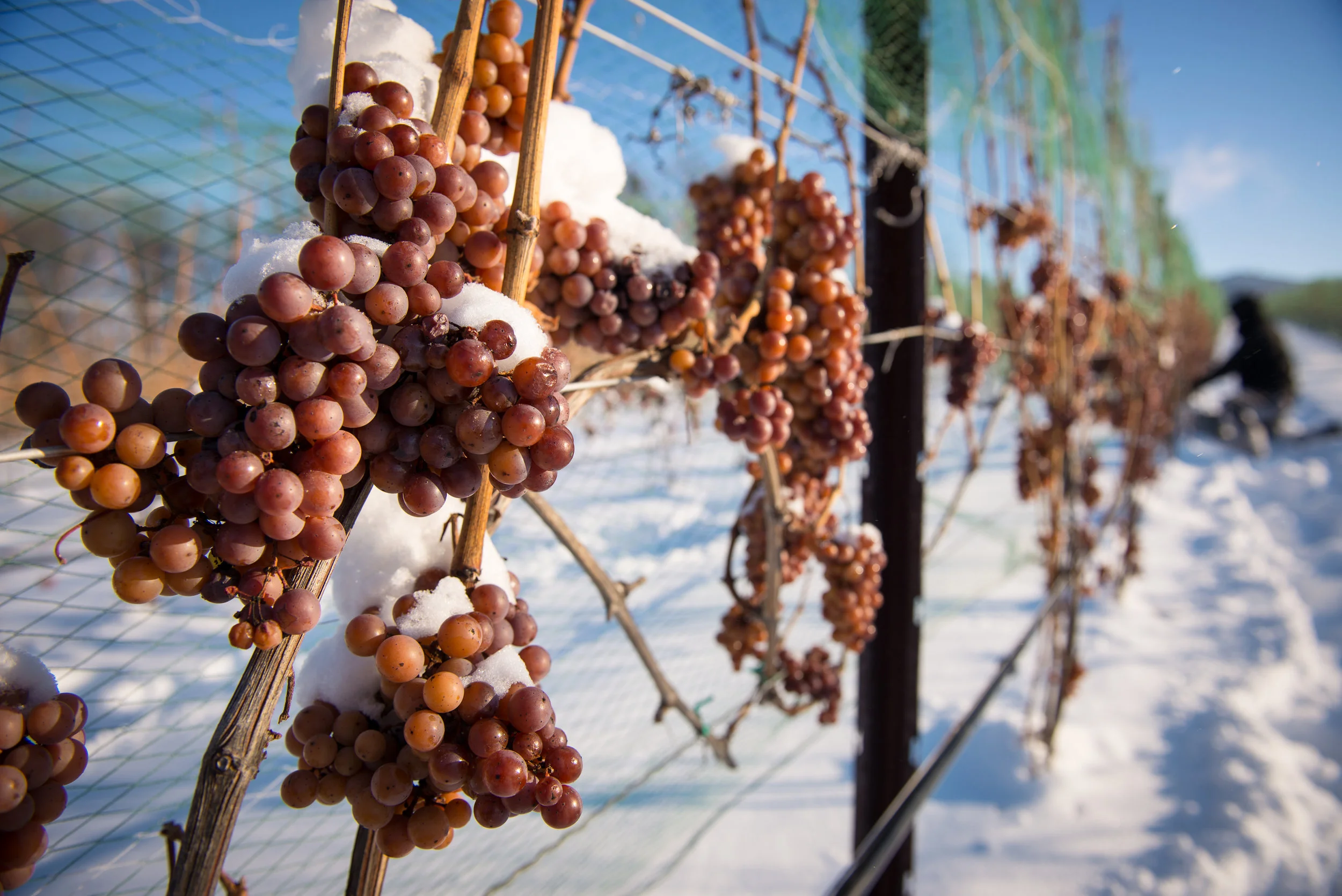 Ice Wine Harvest in Northern Michigan