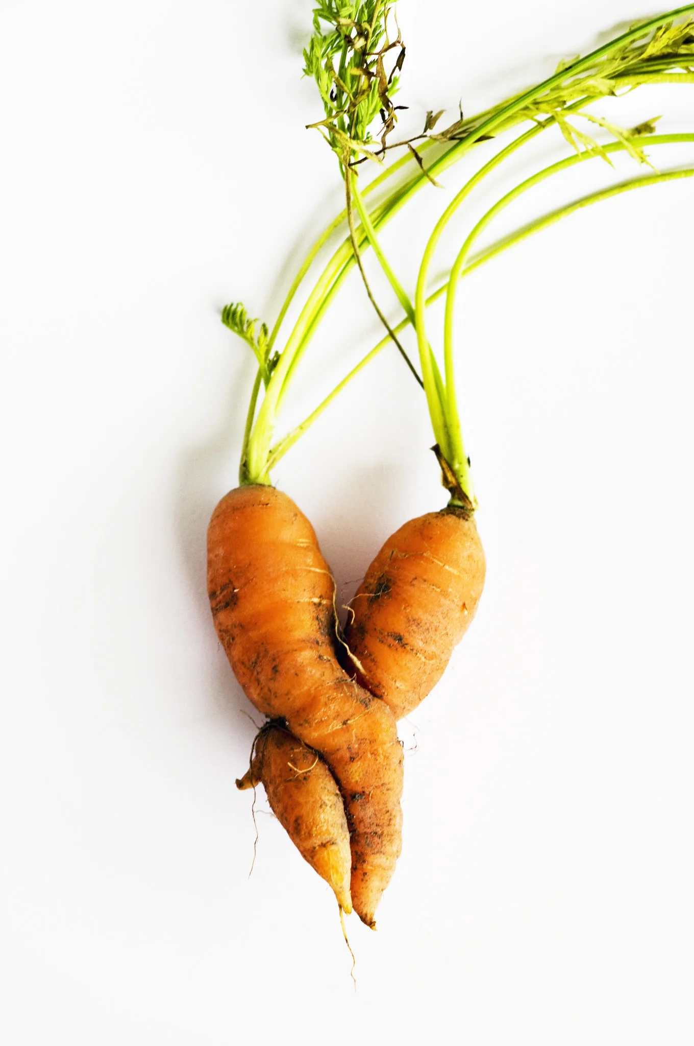 Striewski_carrot_3194.jpg