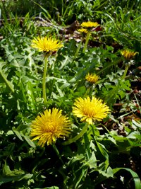 200x267xdandelions.png.pagespeed.ic.fkfbcLggHe.jpg